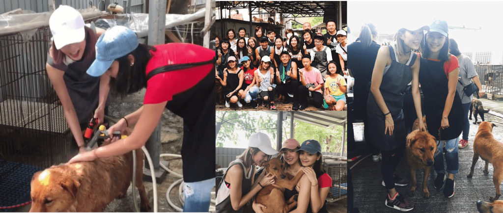 animal shelter volunteer 香港動物義工